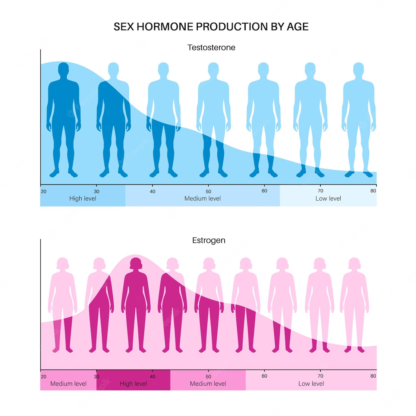 estrogen-testosterone-level-color-chart-sex-hormone-production-by-age-vector-infographic-diagr...jpg
