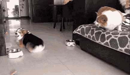 dog-fight-dogs.gif