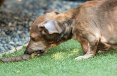 cho-an-phan-5-800x521-1 (1).jpg