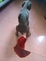 chó tiêu chảy phân lẫn máu.jpg