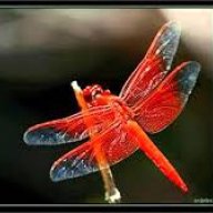 Chuồn chuồn ớt