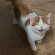 liệt dương công tử 🏼